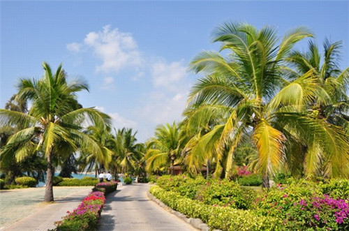 老象峰景区桃花（老象峰景区游览图）